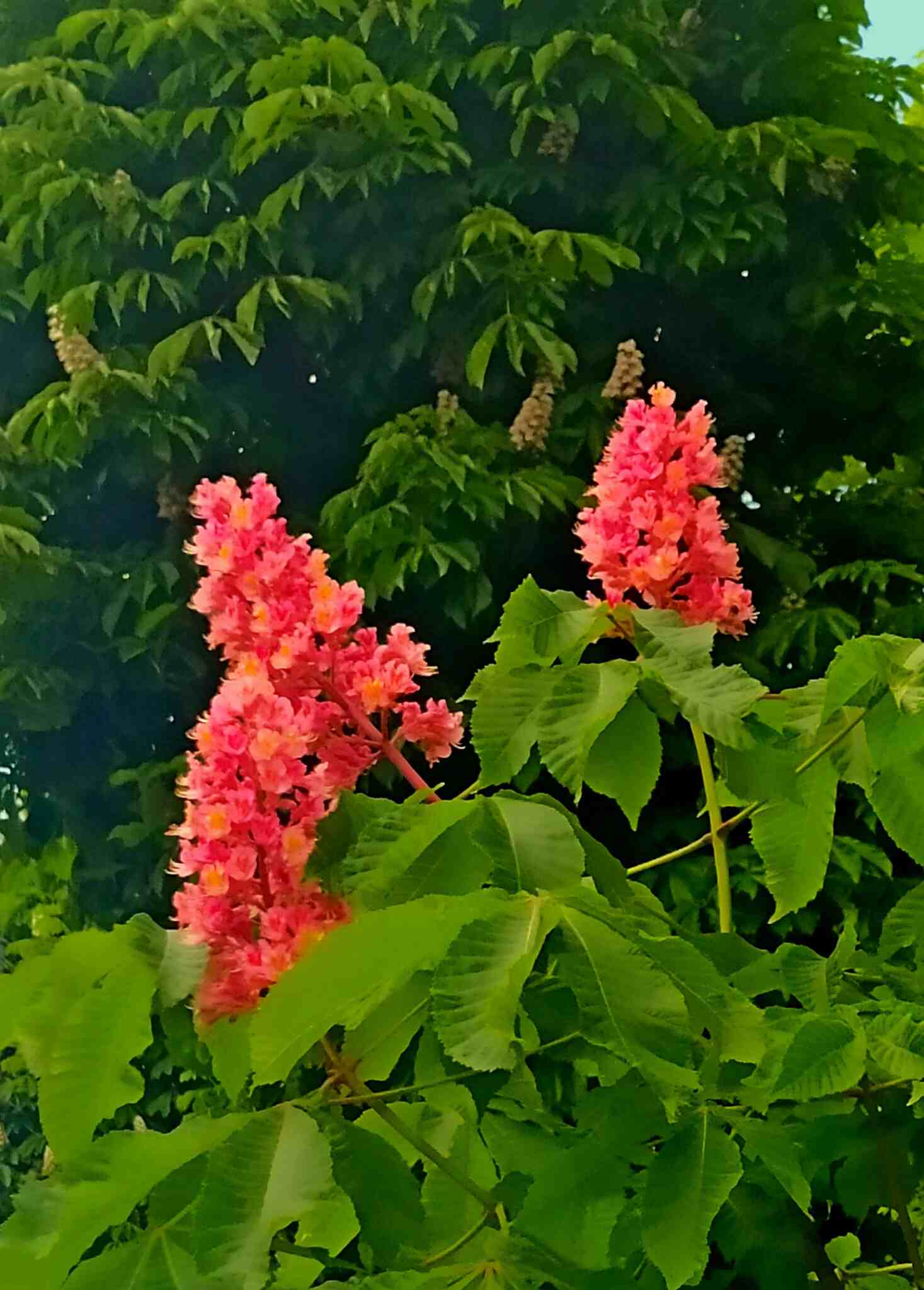 Hyacinth Flowers